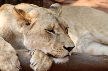 <strong>Lion Park Housing Development</strong>